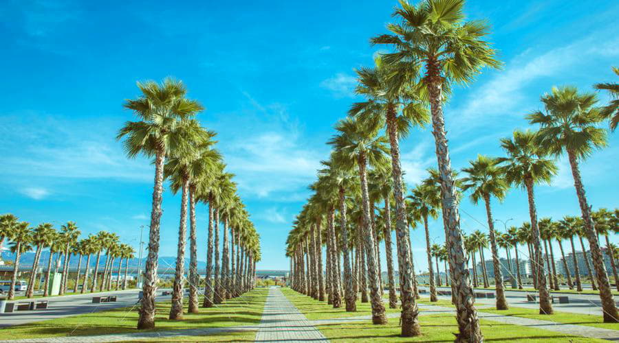 ¿Cuáles son las opciones de vehículos más populares en Miami Springs?
